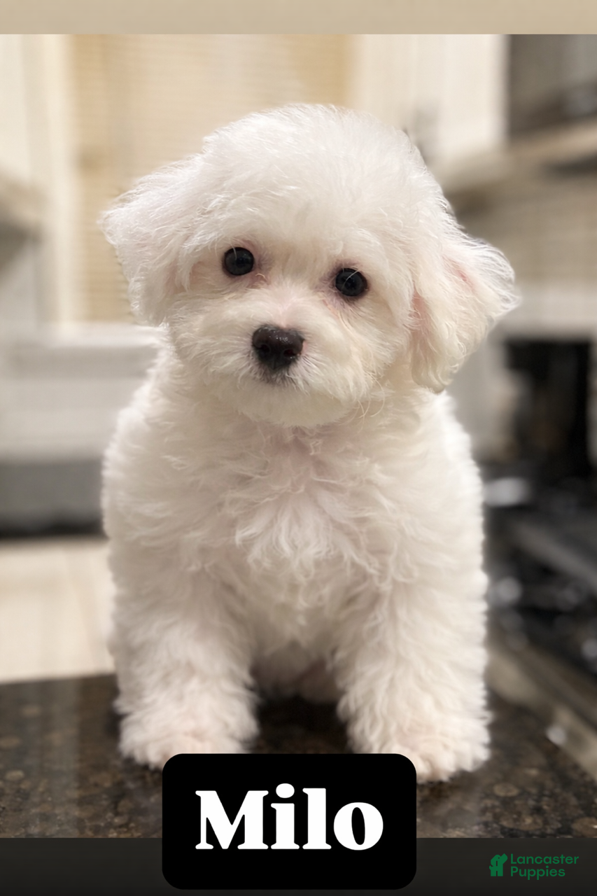 Teddy Bear dogs Milo - Ad 1