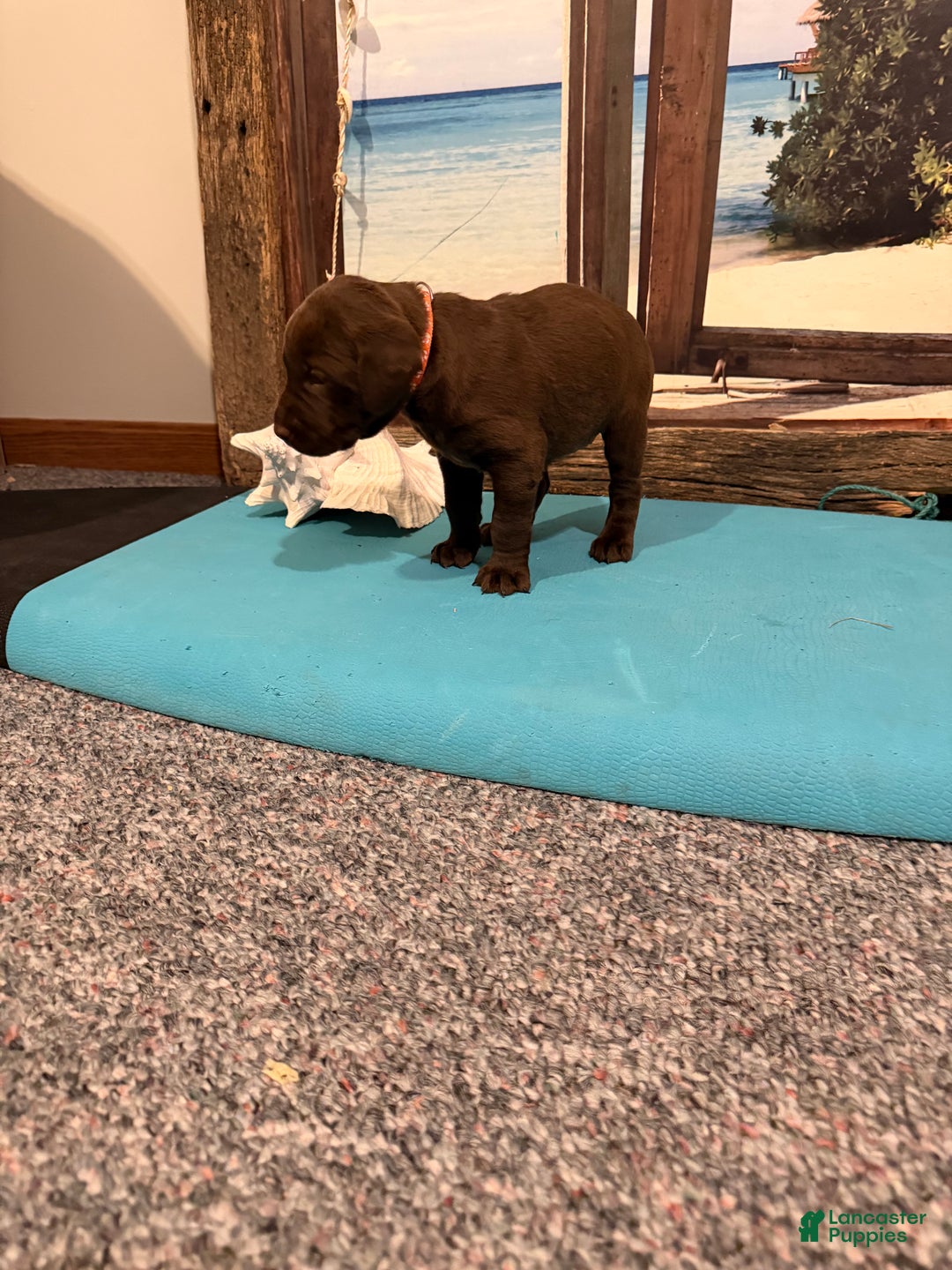 Labrador Retriever dogs for sale: Labrador Retriever COCOA - Ad 4