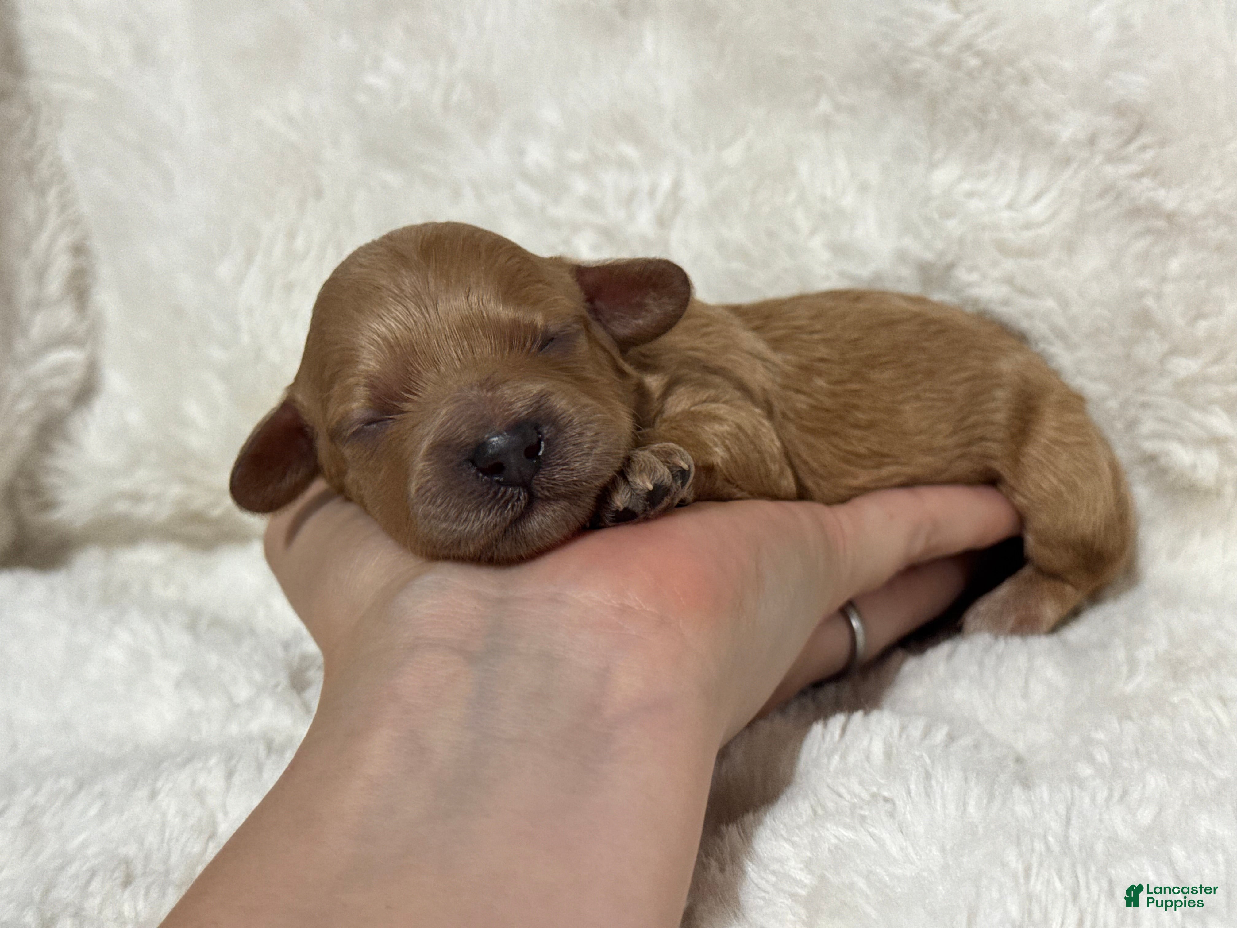 Cavapoo dogs Teddy - Ad 39