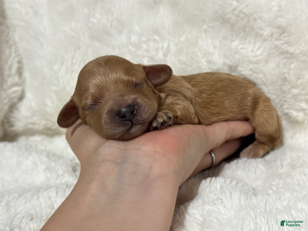 Cavapoo dogs for sale: Teddy - Ad 1