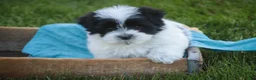 Havanese dogs for sale: Ivan Havanese Puppy  - Ad 7