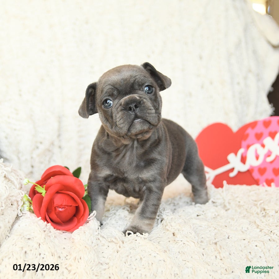 French Bulldog dogs Bronco - Ad 7