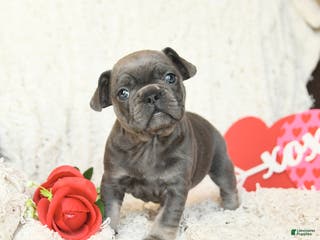 French Bulldog dogs Bronco - Ad 7