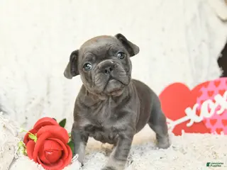 French Bulldog dogs Bronco - Ad 37