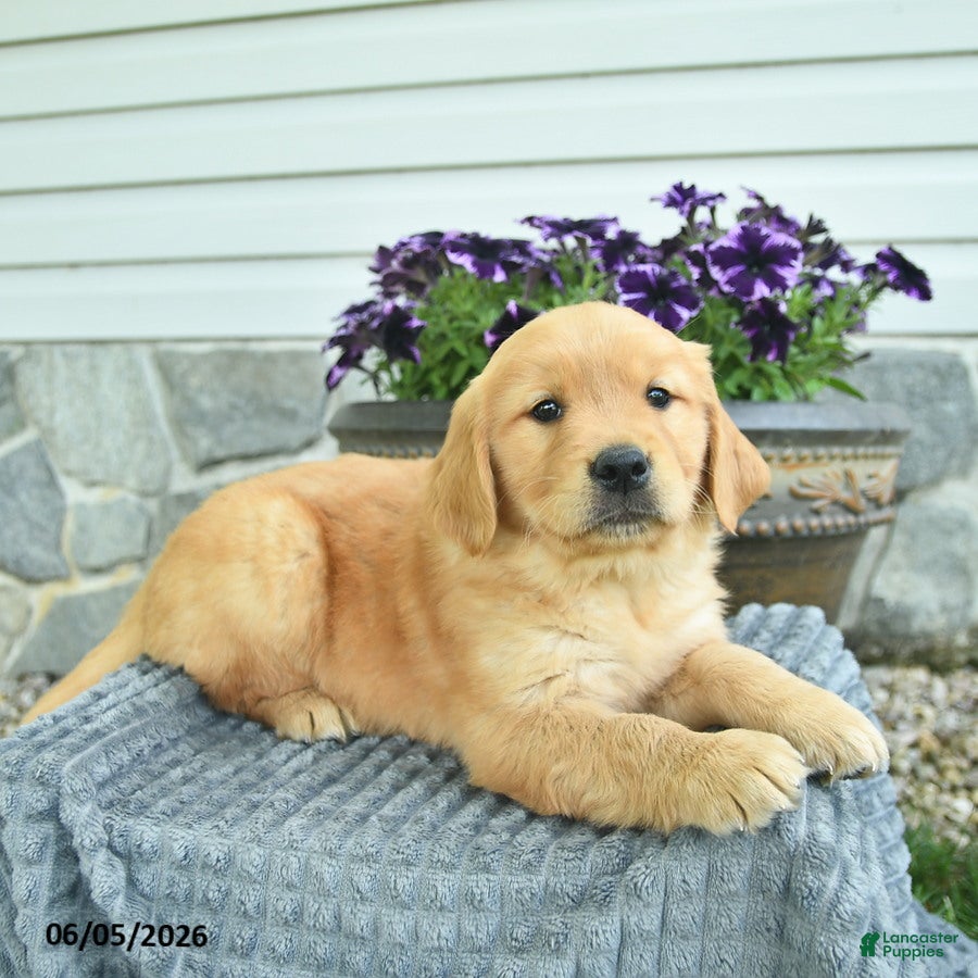 Golden Retriever dogs Titan  - Ad 1