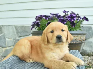 Golden Retriever dogs for sale: Titan - Ad 1