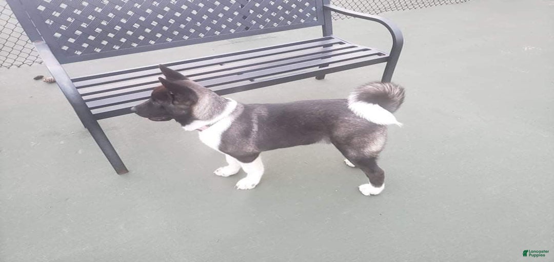 Gallery Image {{count}}