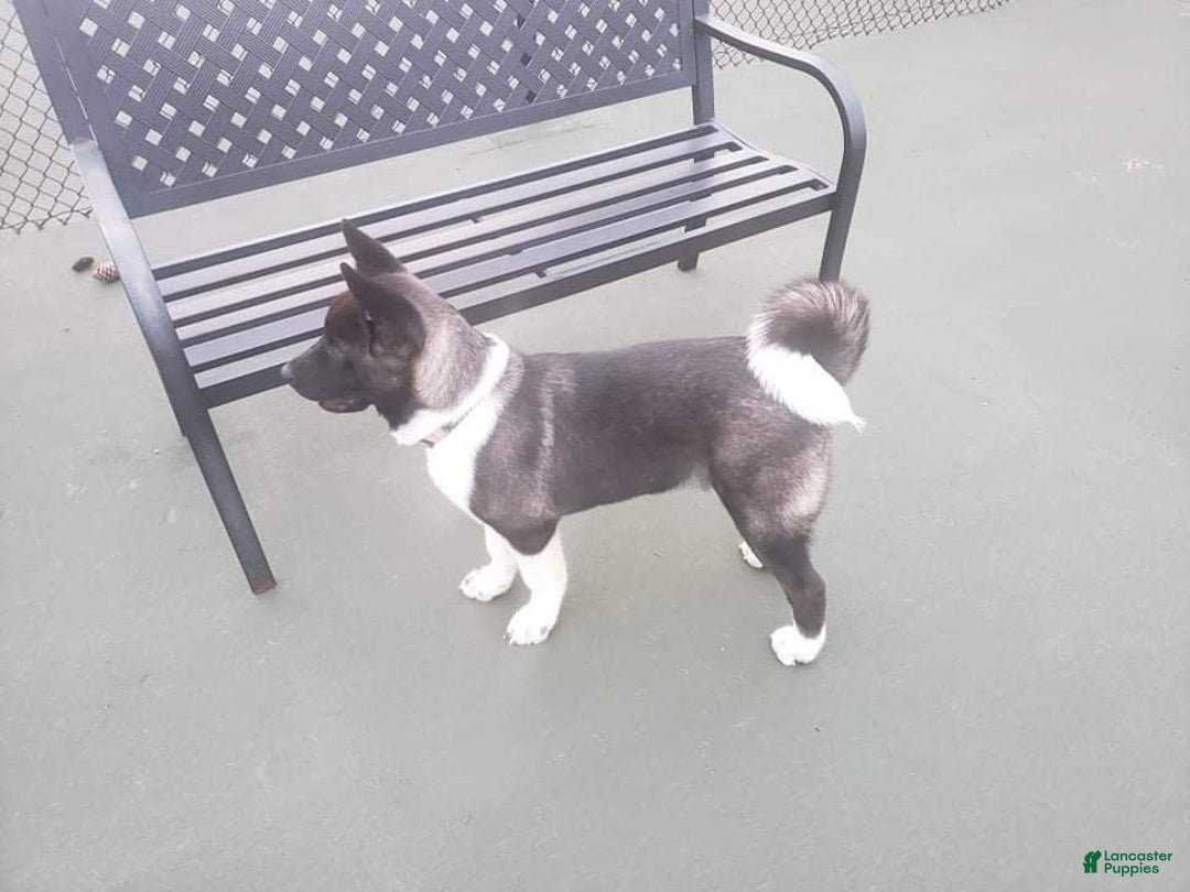 Gallery Image {{count}}