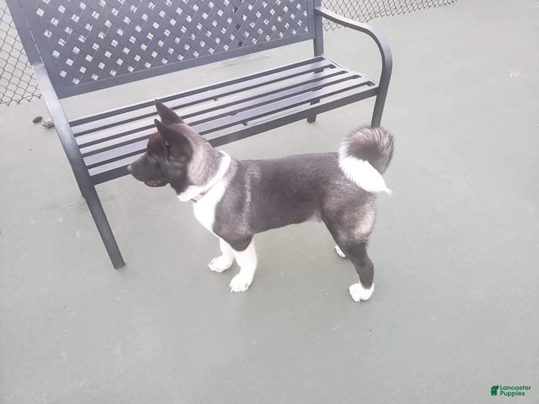 Gallery Image {{count}}