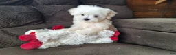 Maltese dogs for sale: Snowden - Ad 4