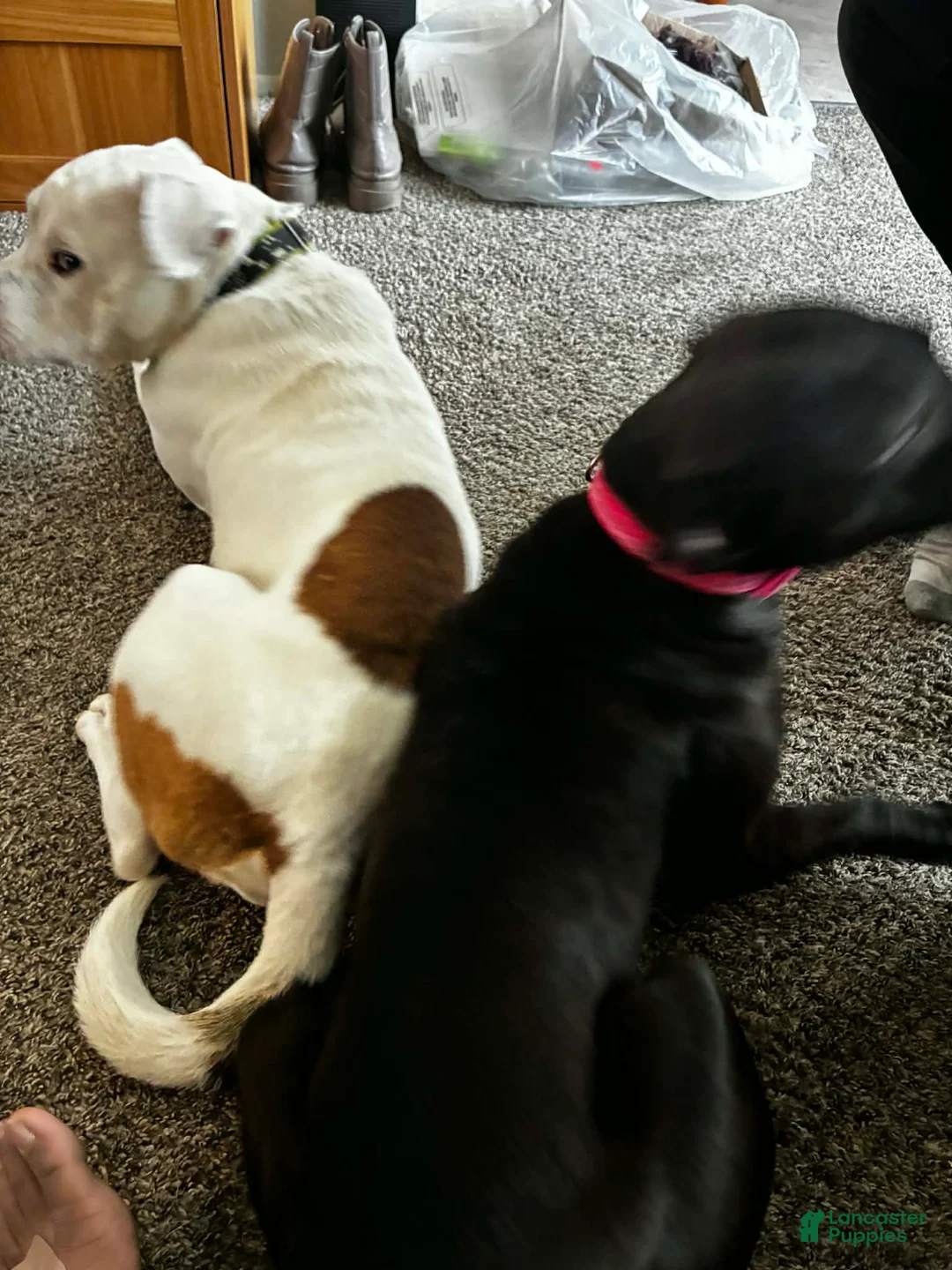 Mixed Breed dogs for sale: Cookie - Ad 2