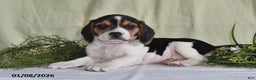 Beagle dogs for sale: Mindy - Ad 4