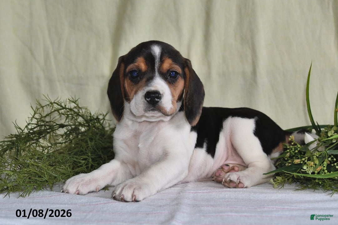 Beagle dogs for sale: Mindy - Ad 4