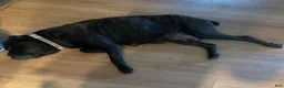 Cane Corso dogs for sale: Cane Corso 1 brown sugar female  - Ad 5