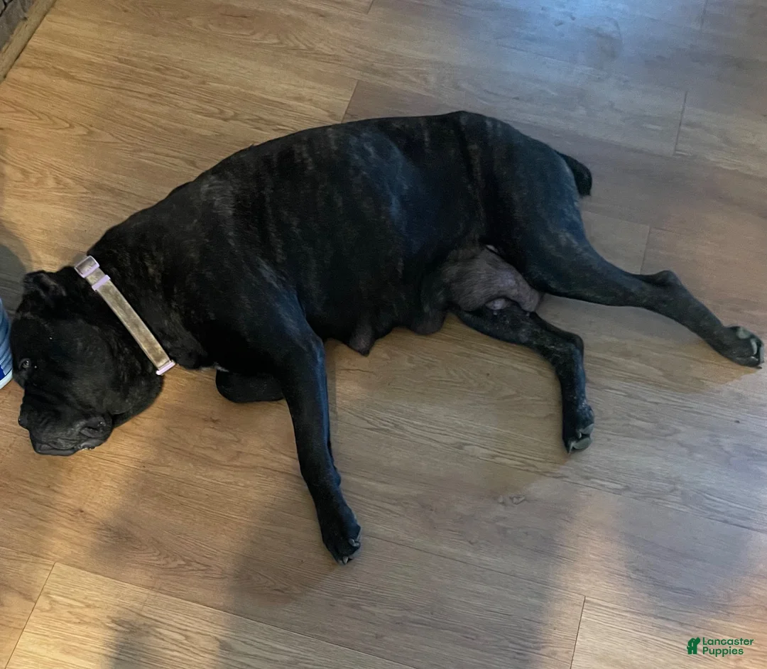 Cane Corso dogs for sale: Cane Corso 1 brown sugar female  - Ad 5