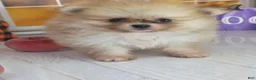 Pomeranian dogs for sale: Apricot - Orange Female Pomeranian - Ad 9