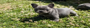 French Bulldog Puppy 1