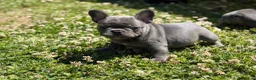 French Bulldog dogs for sale: French Bulldog Puppy 1 - Ad 1