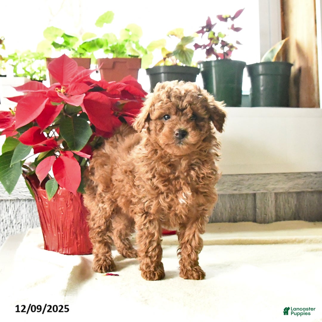 Toy Poodle dogs for sale: Teddy - Ad 2