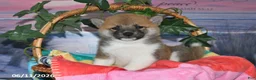 Shiba Inu dogs for sale: Jean - Ad 4