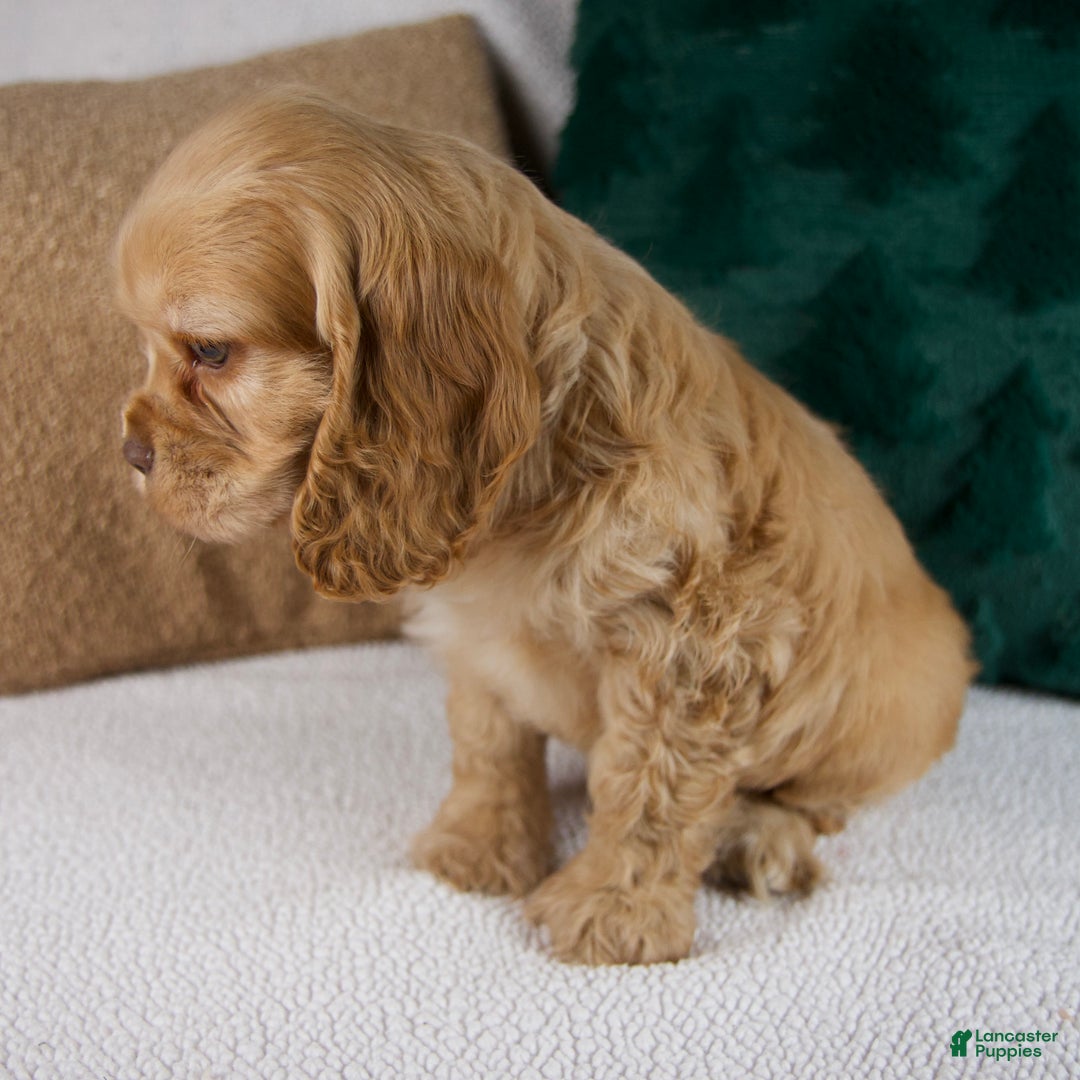 Cocker Spaniel dogs for sale: Roscoe - Ad 3