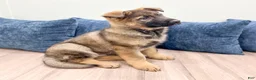 German Shepherd dogs for sale: Asher - Ad 3