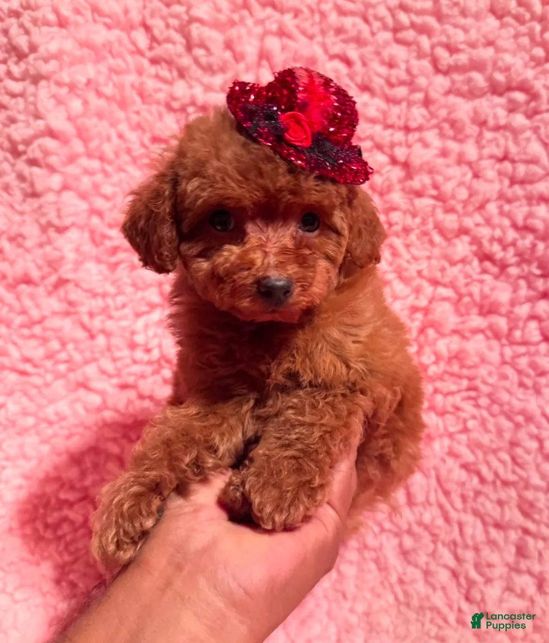 Toy Poodle dogs for sale: Toy Poodle Puppy 1 - Ad 1