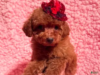 Toy Poodle dogs Toy Poodle Puppy 1 - Ad 1