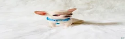 Chihuahua dogs for sale: Louie - Ad 4