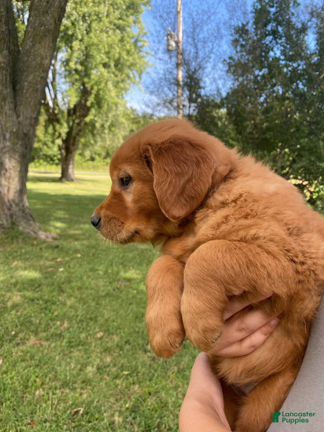 Golden Retriever dogs for sale: Penny - Ad 2