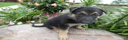 German Shepherd dogs for sale: German Shepherd Jethro 8 - Ad 3