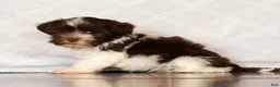 Havanese dogs for sale: Sammy - Ad 8