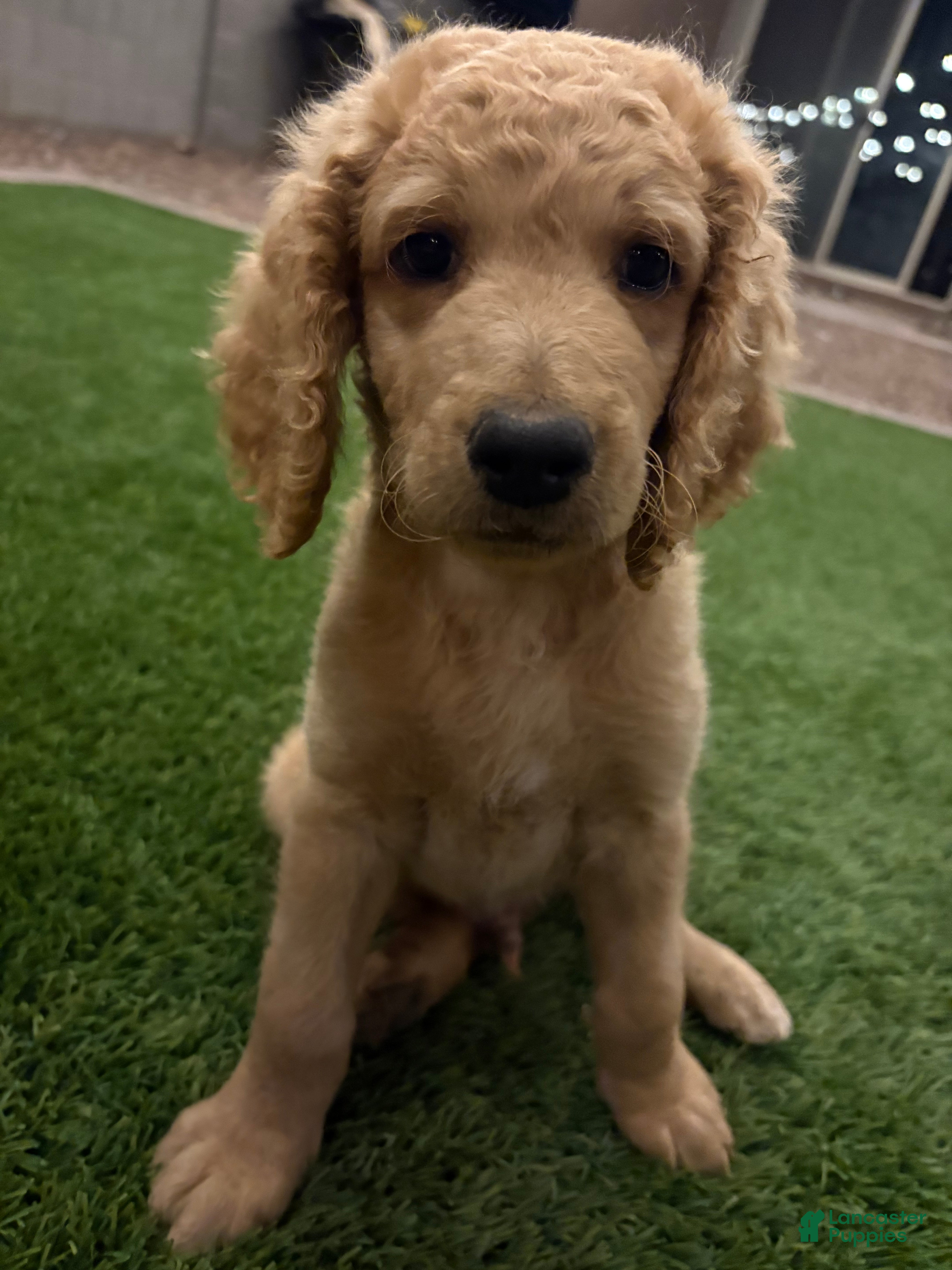 Goldendoodle dogs Goldendoodle Puppy 1 - Ad 1