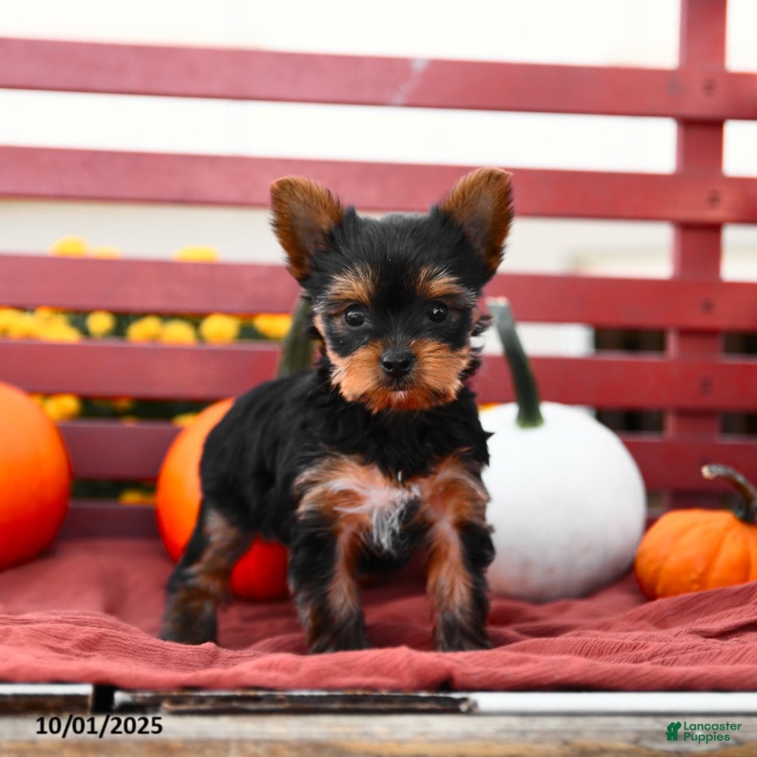 Yorkshire Terrier dogs for sale: Pumpkin TEACUP - Ad 3