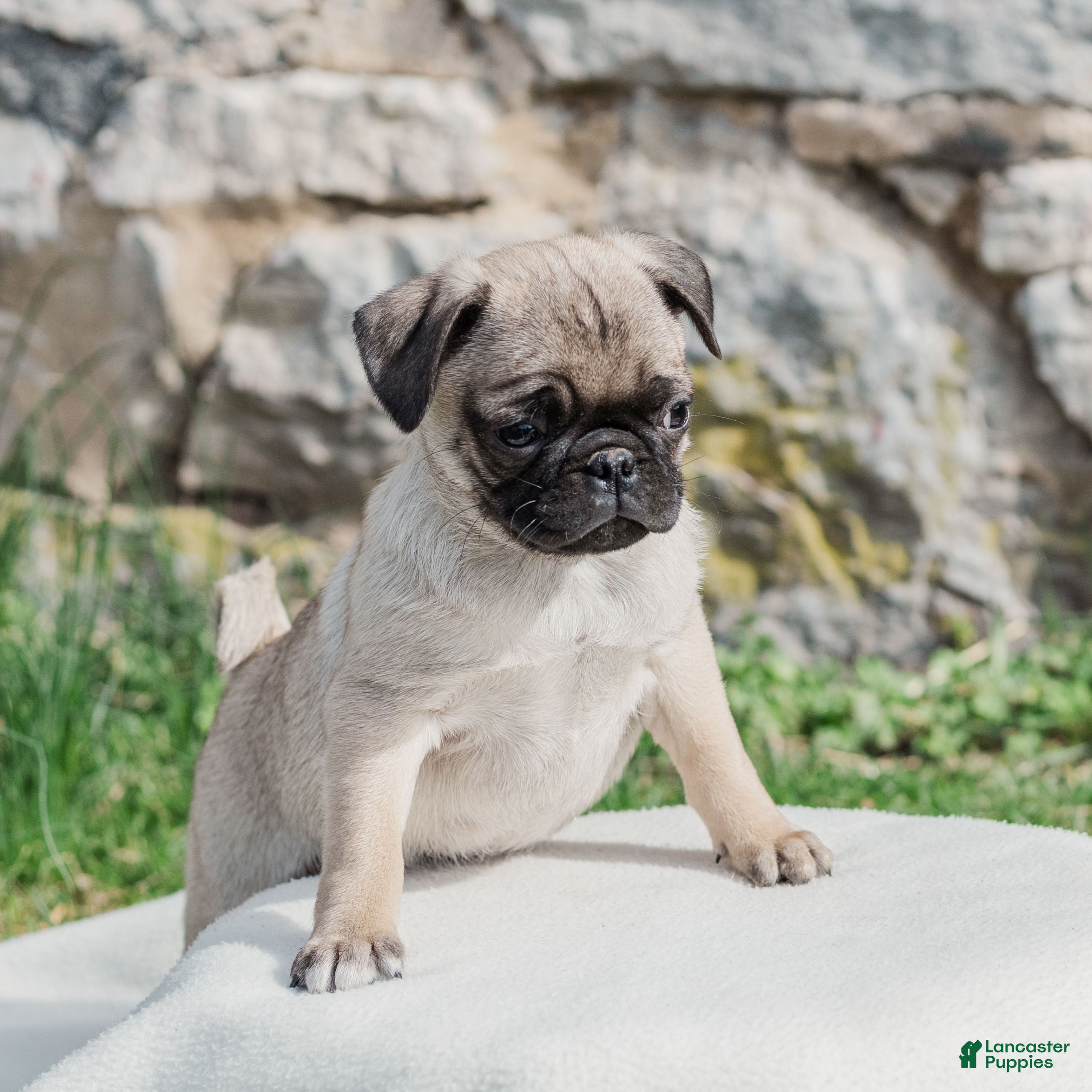 Pug dogs Hamster  - Ad 2