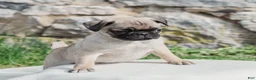 Pug dogs for sale: Hamster  - Ad 2