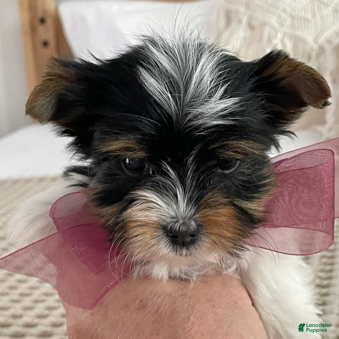 Biewer Terrier dogs for sale: Millie - Ad 3