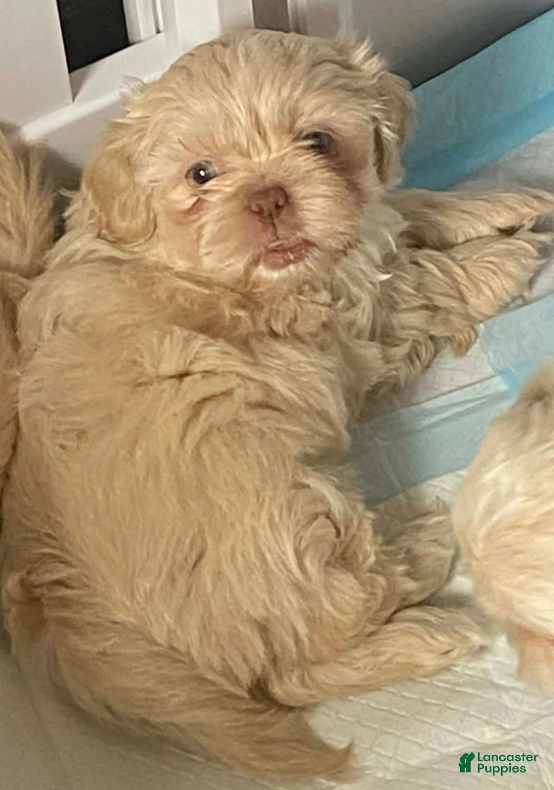 Shih Tzu dogs for sale: Shih Tzu 1 - Ad 2