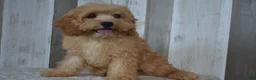 Cavapoo dogs for sale: Melody - Ad 3