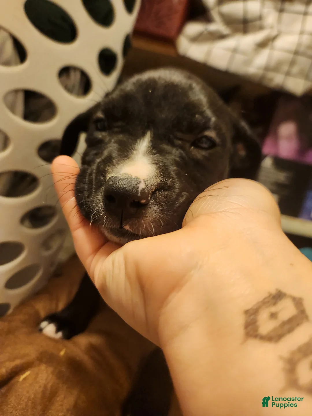 American Pit Bull Terrier dogs for sale: American Pit Bull Terrier 10 - Ad 2
