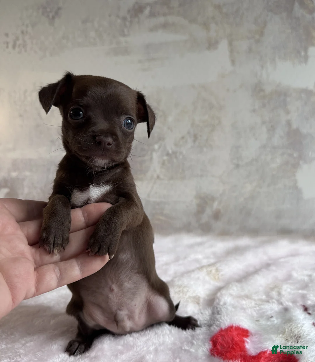 Chihuahua dogs for sale: Hershey Jr  - Ad 1