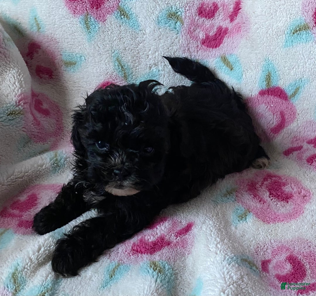 Shihpoo dogs for sale: Cookie  - Ad 4