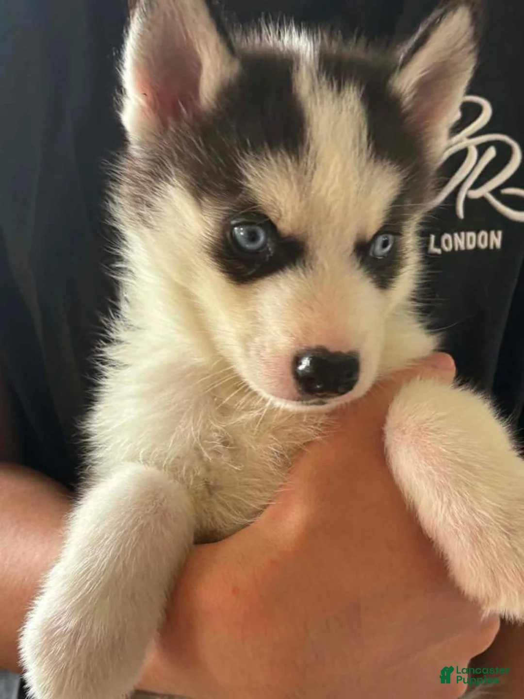 Siberian Husky dogs for sale: Siberian Husky 6 - Ad 1