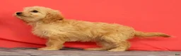 Cavapoo dogs for sale: Violet - Ad 3