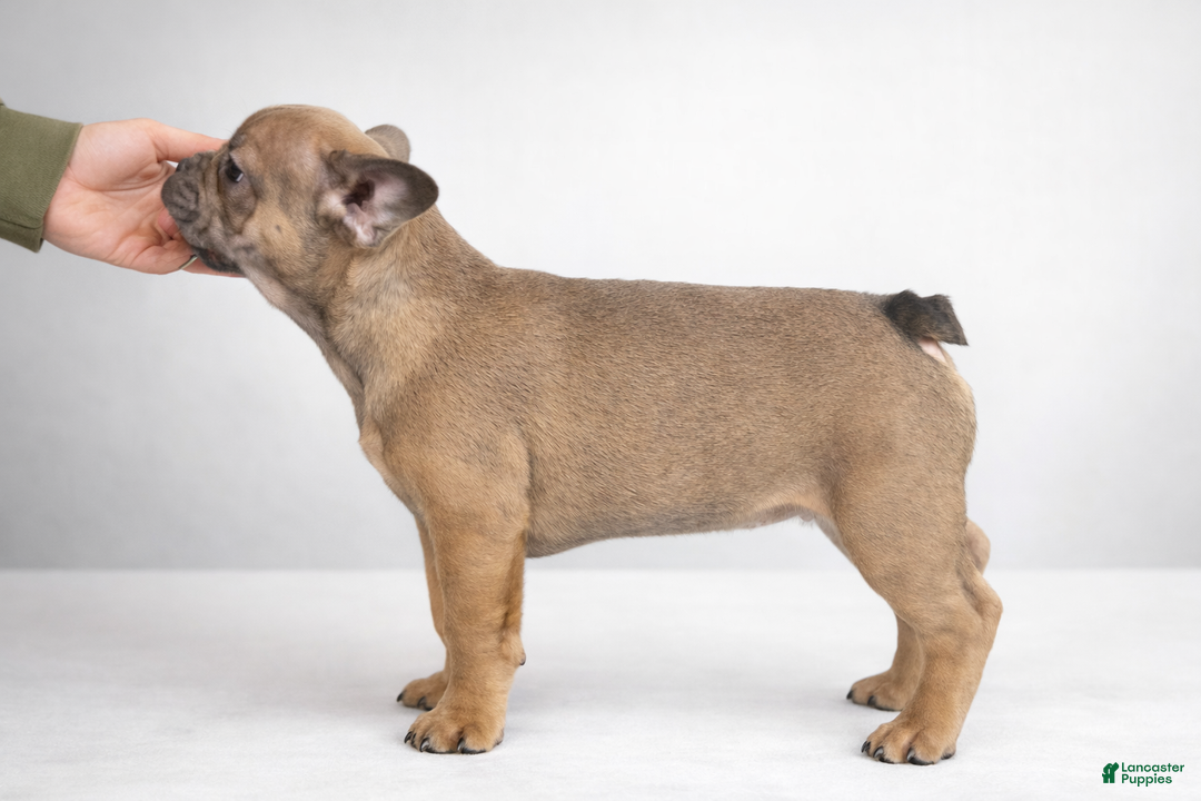 French Bulldog dogs for sale: French Bulldog Puppy 1 - Ad 3