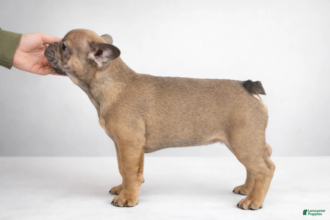 French Bulldog dogs for sale: French Bulldog Puppy 1 - Ad 3