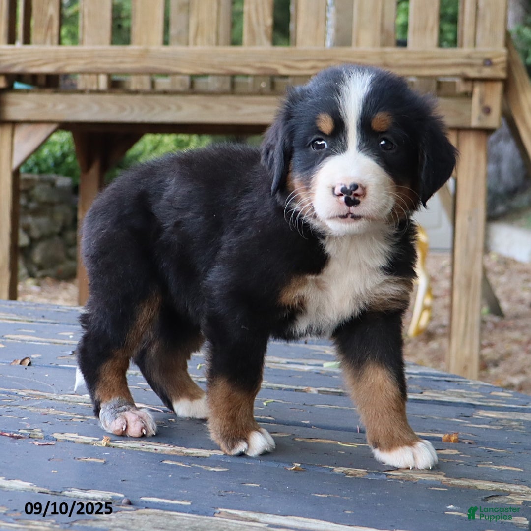 Bernese Mountain Dog dogs for sale: Jenny - Ad 12
