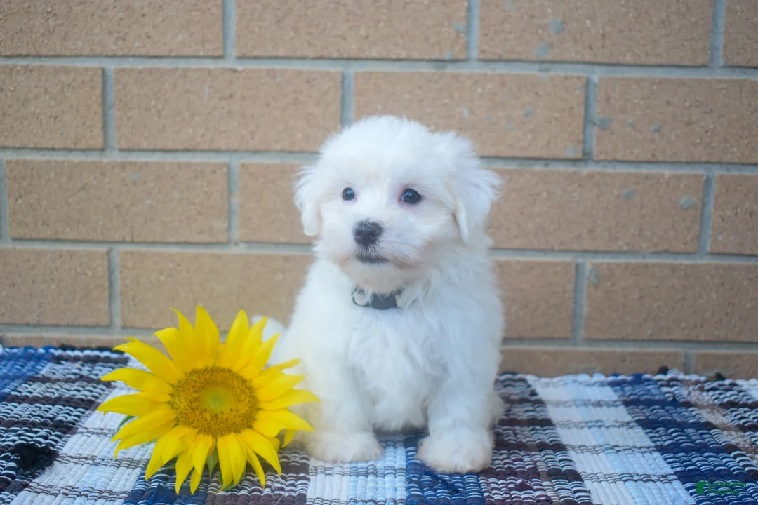 Maltese dogs for sale: Roscoe💙 - Ad 2