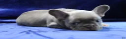 French Bulldog dogs for sale: Blue_M_2026 - Ad 7