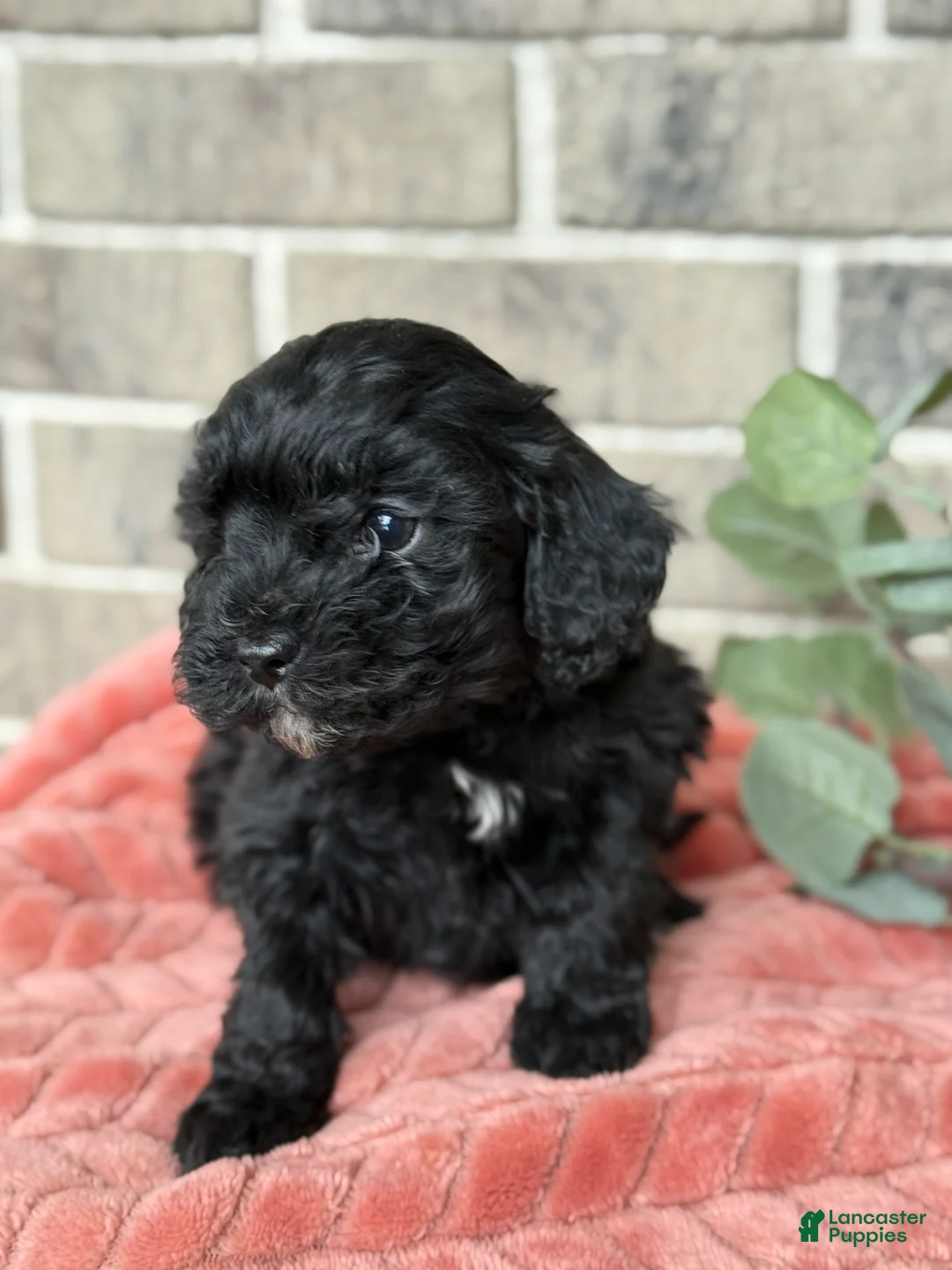 Cavapoo dogs for sale: Klay - Ad 2